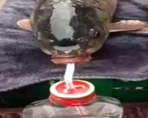 喝二锅头图片,传统佳酿尽展风味