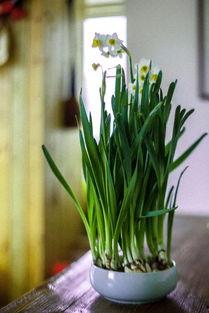 水仙娱乐,引领潮流的娱乐新势力