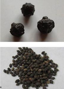 茉莉子图片,绽放东方的芬芳传奇